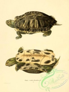 turtles-00134 - emys cumberlandensis