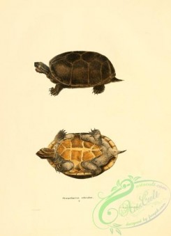 turtles-00139 - sternothaerus odoratus