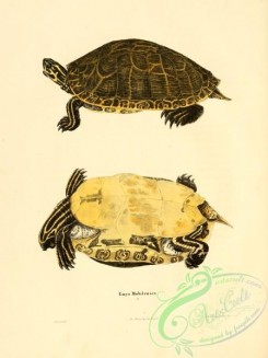 turtles-00141 - emys mobilensis