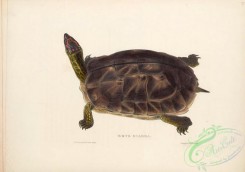 turtles-00174 - 016-emys scabra
