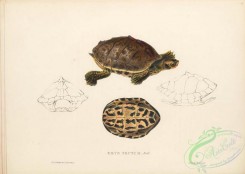 turtles-00175 - 017-emys tectum