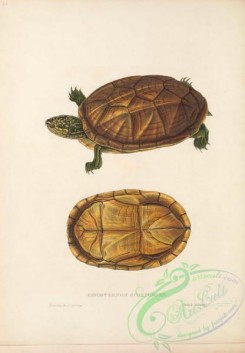 turtles-00178 - 020-kinosternon scorpioides