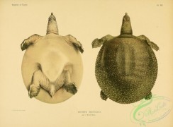 turtles-00210 - trionyx triunguis