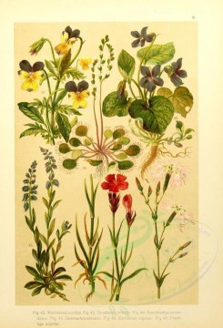 violet-00097 - dianthus superbus, dianthus carthusianorum, drosera rotundifolia, viola tricolor, viola odorata, polygala vulgaris [2146x3147]