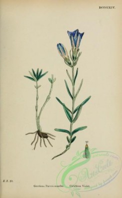 violet-00193 - Calathian Violet, gentiana pneumonanthe
