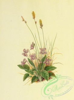 violet-00203 - Arrow-leaved Violet, viola sagitata