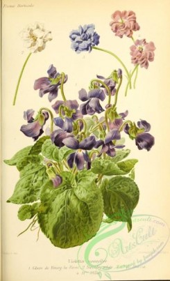 violet-00205 - Violet