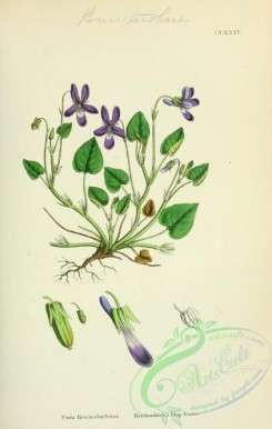 violet-00234 - Reichenbach's Dog Violet, viola reichenbachiana