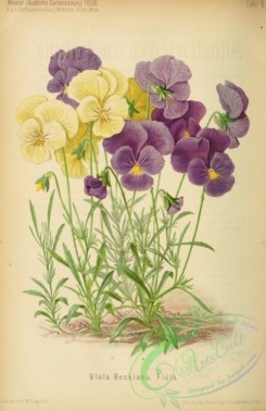 violet-00242 - viola beckiana