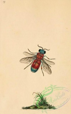 wasps-00011 - Hymenoptera, chrysis, 2