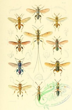wasps-00028 - 025-hymenoptera, polistomorpha, leucospis, metamorpha, eudoxinna, choetospila, theocolax