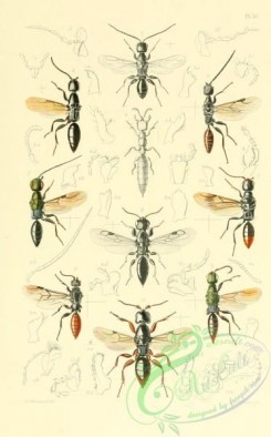 wasps-00033 - 030-hymenoptera, epyris, pristocera, eupsenella