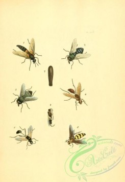wasps-00092 - v1-44-mydas, tabanus, sphex, scolia, pelopaeus