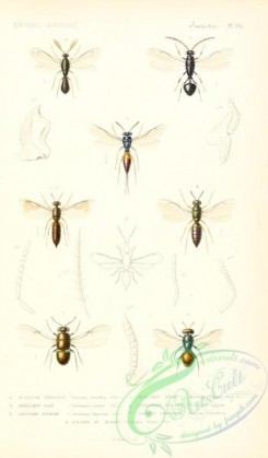 wasps-00114 - 053-eurytoma, misocampe, perilampus, pteromalus, cleonymus, encyrtus, eulophus
