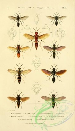 wasps-00146 - 013-montezumia, monobia, rhygchium, odynerus