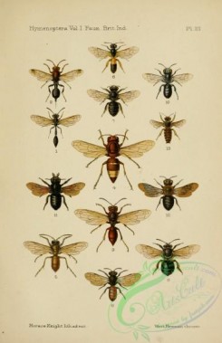 wasps-00232 - 002-salius, liris, tachytes, bembex, trypoxylon, sphex, crabro, cerceris, eumens, montezumia, rhynchium, odynerus
