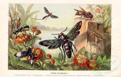 wasps-00242 - mansa, vespa, eumenes, triscolia, salius, sphex