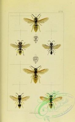 wasps-00323 - 008-crabro, pemphredon, eumenes, odynerus, vespa