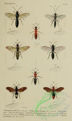 wasps-00340 - 026-elaproptera, methoca, plesia, myrmosa, mutilla
