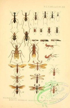 wasps-00350 - 013-tricondyla, condylodera, collyris, pheropsophus, gryllacris, issus, sclethrus, psebena, oberea, salius, nothopeus, mantispa, polistes
