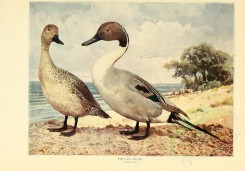 waterfowls-00073 - PIN-TAIL DUCK [2792x1949]