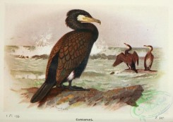 waterfowls-00158 - Cormorant
