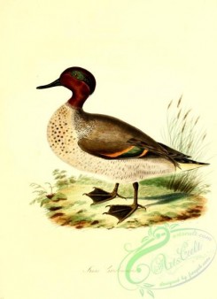 waterfowls-00276 - Green-winged Teal