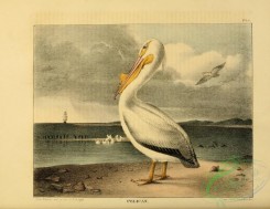 waterfowls-00499 - Pelican