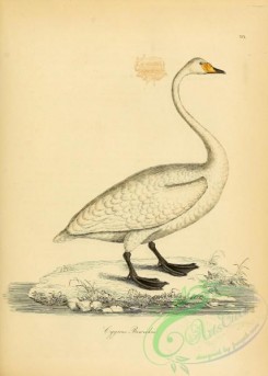 waterfowls-00617 - Bewick's Swan