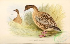 waterfowls-00919 - Pink-footed Goose