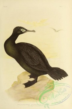 waterfowls-01083 - Little Black Cormorant