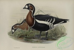 waterfowls-01141 - 529-Bernicla ruficollis, Red-breasted Goose