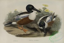 waterfowls-01147 - 537-Spatula clypeata, Shoveller Duck