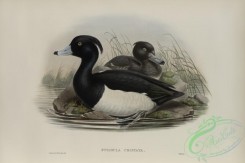 waterfowls-01154 - 546-Fuligula cristata, Tufted Duck