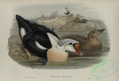 waterfowls-01157 - 550-Somateria spectabilis, King Duck
