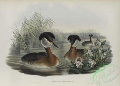 waterfowls-01168 - 562-Podiceps rubricollis, Red-necked Grebe