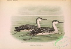 waterfowls-01371 - Red-throated Loon, colymbus stellatus, 2