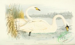 waterfowls-01484 - cygnus ferus, Mute Swan
