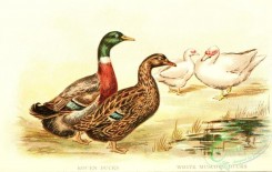 waterfowls-01548 - Rouen Duck, White Muscovy Duck