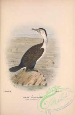 waterfowls-01941 - 023-Pied Cormorant, carbo hypoleucos