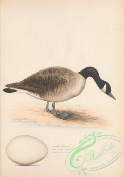 waterfowls-02005 - Cravat Goose, anas canadensis
