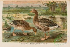 waterfowls-02032 - Graylag Goose, anser anser