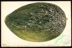 watermelon-00189 - 7421 - Citrullus lanatus - Turkestan