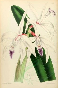 white_flowers-00007 - Laelia Pilcheri [1967x2941]