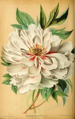 white_flowers-00036 - paeonia moutan [2011x3187]