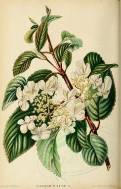 white_flowers-00041 - viburnum plicatum [1961x3049]