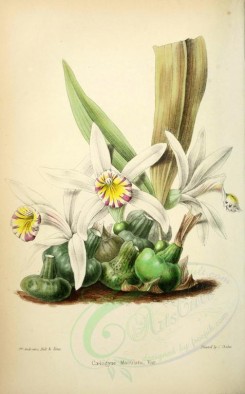 white_flowers-00061 - caelogyne maculata [2507x4030]