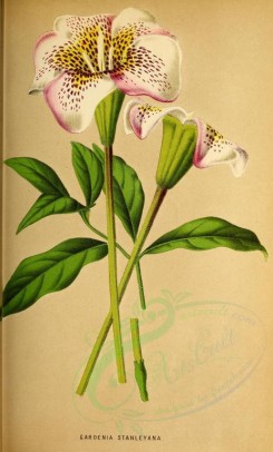 white_flowers-00073 - gardenia stanleyana [2824x4679]