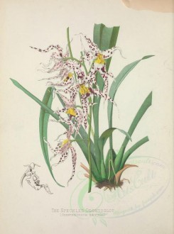 white_flowers-00097 - Speckled Odontoglot, odontoglossum naevium [3336x4487]