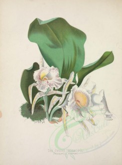 white_flowers-00098 - Sweet Trichopil, trichopilia suavis [3336x4487]